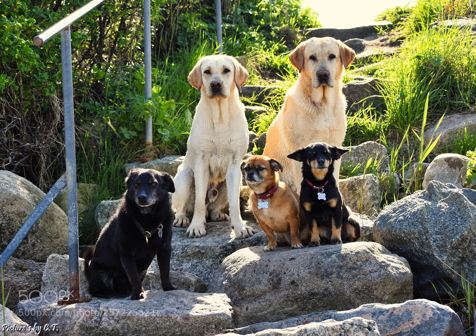 Nikon D3300 sample photo. Shorty,mike,mitch bella ,nelly photography