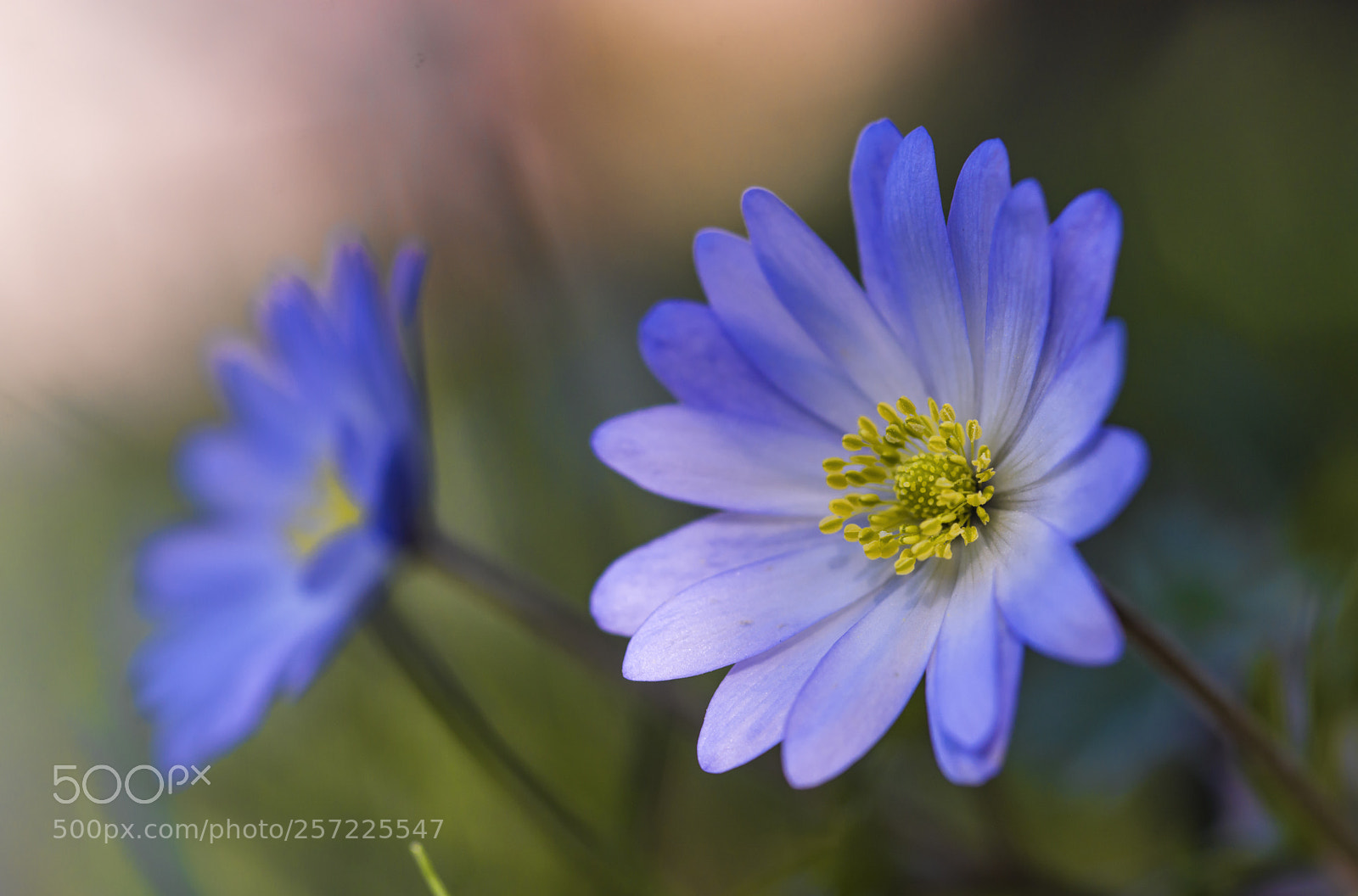Nikon D800 sample photo. ... photography