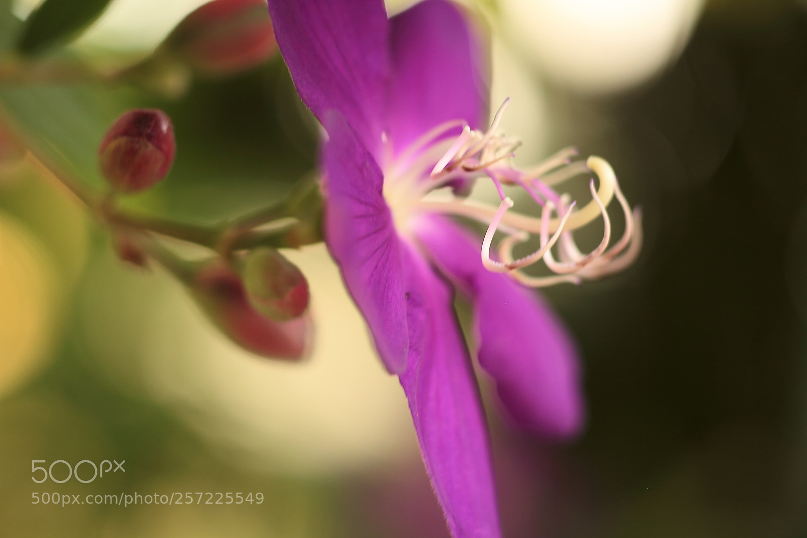 Canon EOS 7D + Canon EF 50mm F1.8 II sample photo. House plants photography