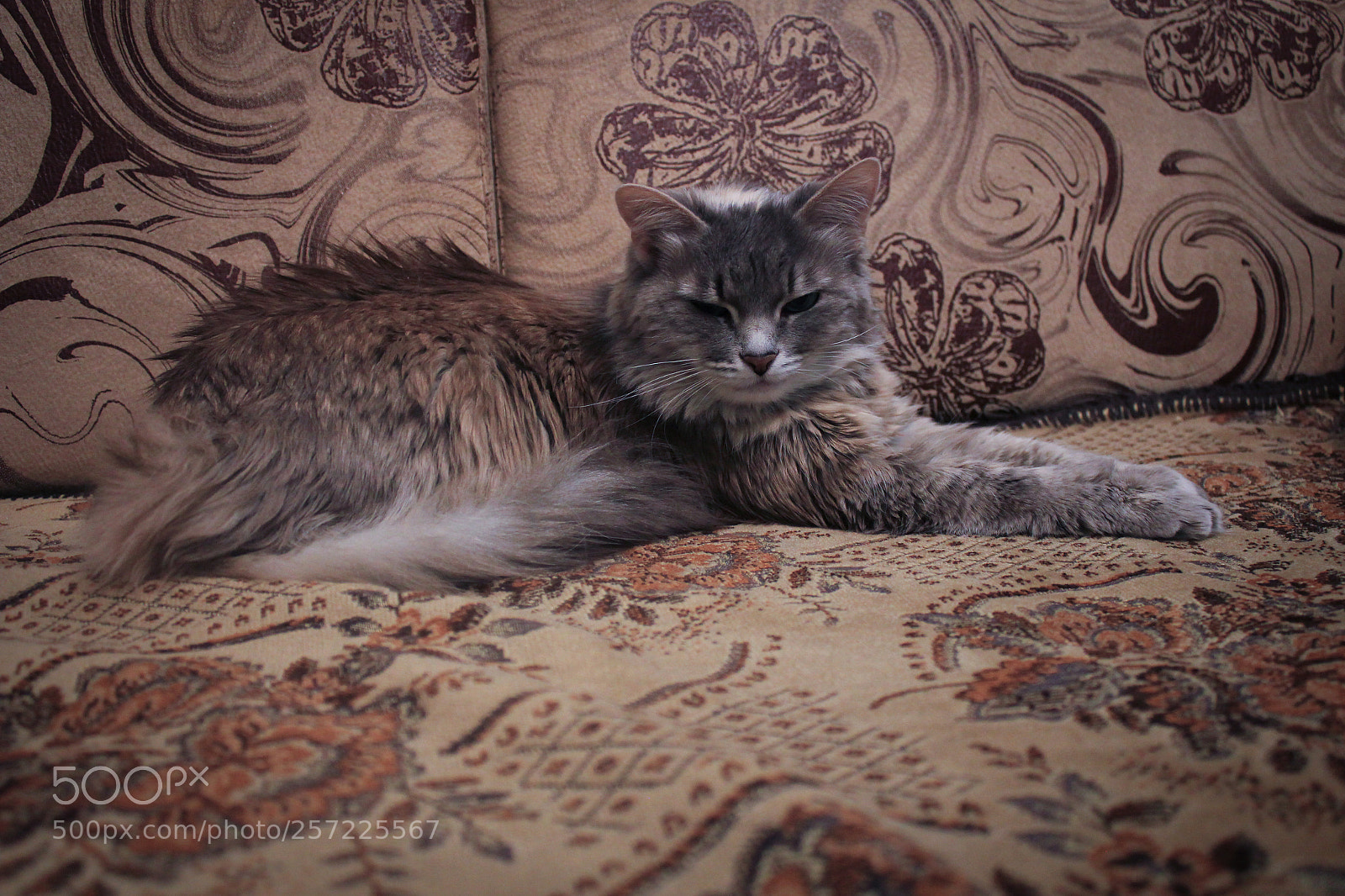Canon EOS 550D (EOS Rebel T2i / EOS Kiss X4) sample photo. Img photography