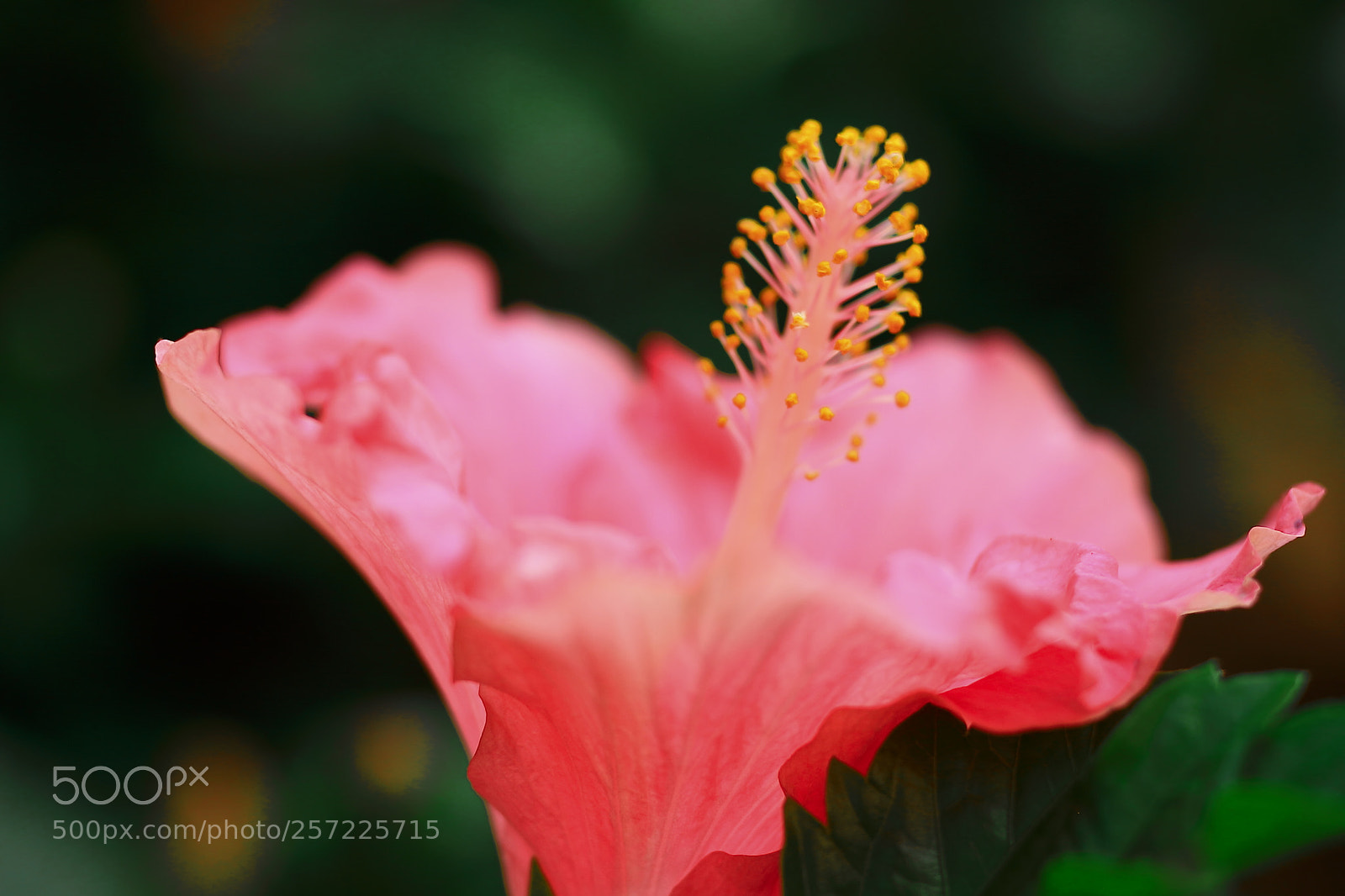 Canon EOS 7D + Canon EF 50mm F1.8 II sample photo. Hibiscus photography