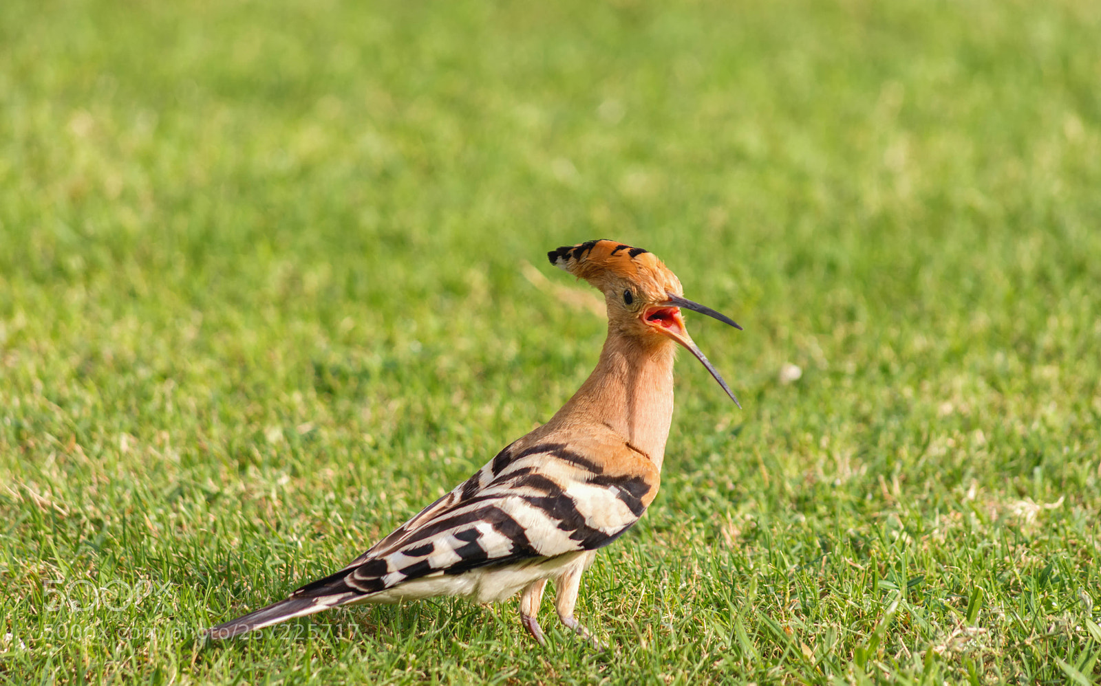 Nikon D7200 sample photo. Hoopoe the woodpecker. photography