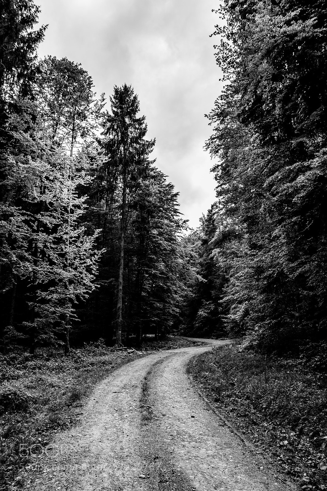Canon EOS 7D Mark II sample photo. Forest road photography