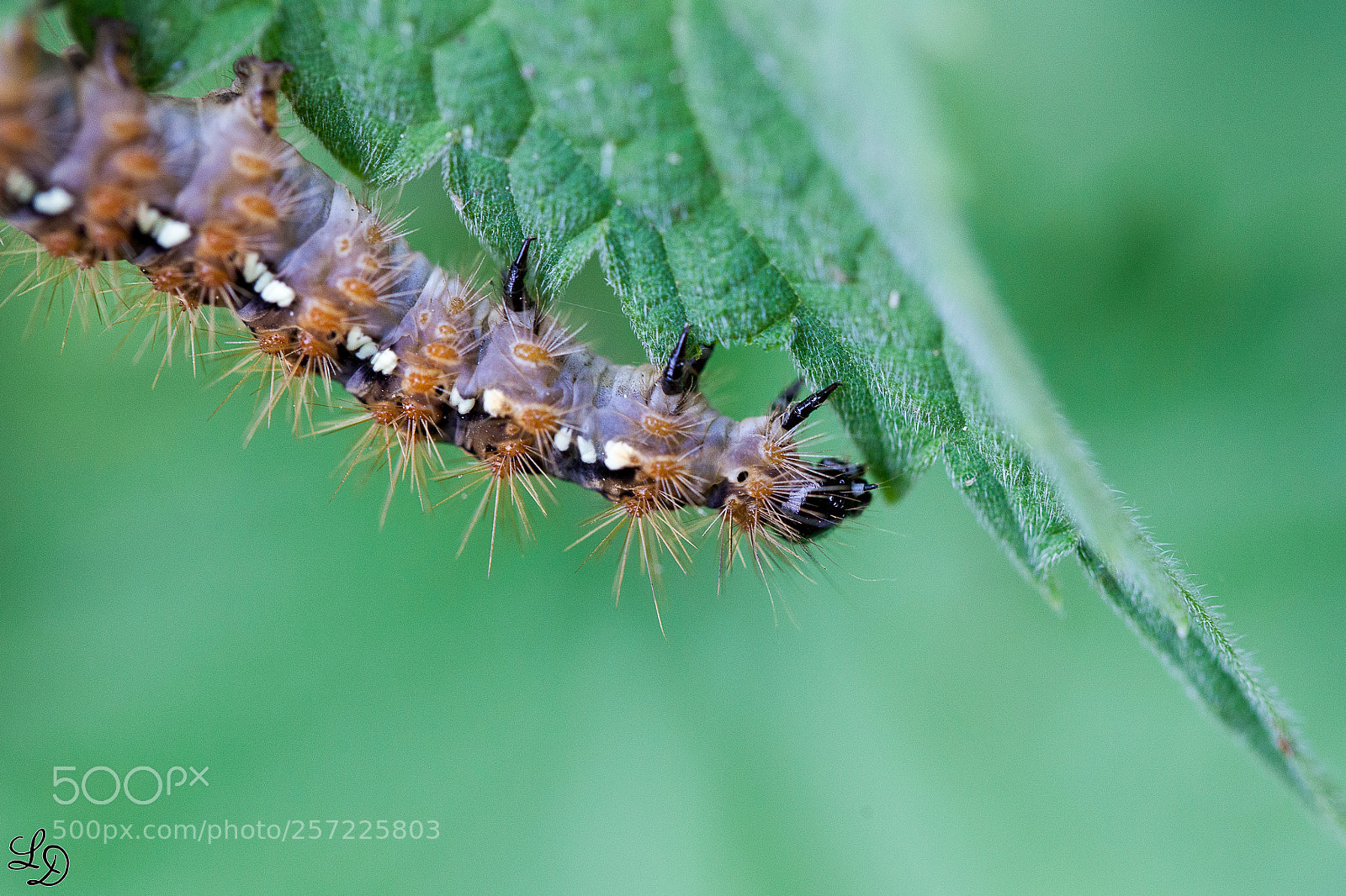 Canon EOS 5D Mark II sample photo. The caterpillar photography