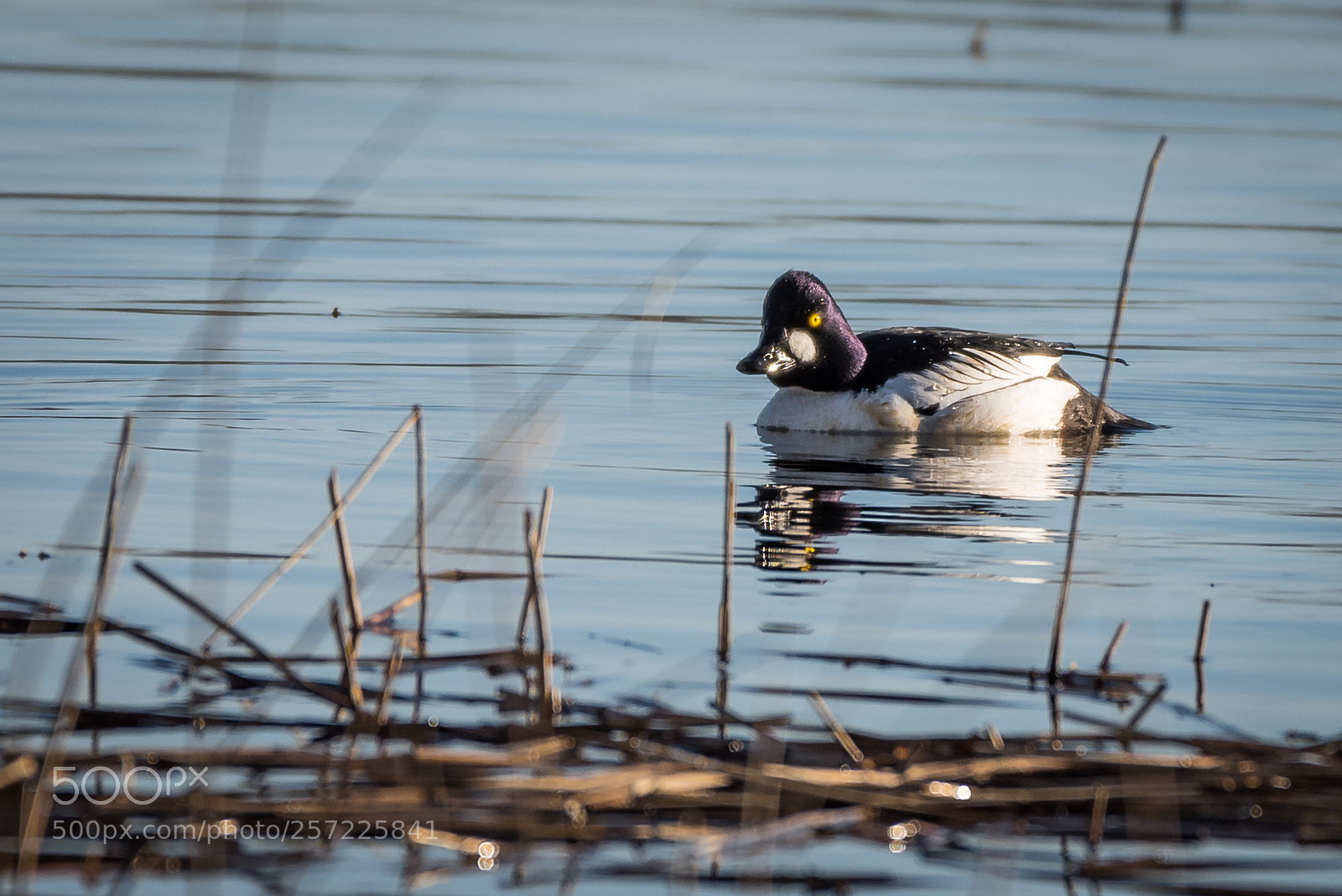 Nikon D750 sample photo. Golden eye photography