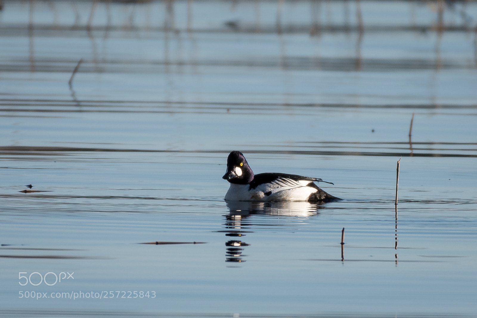 Nikon D750 sample photo. Golden eye photography