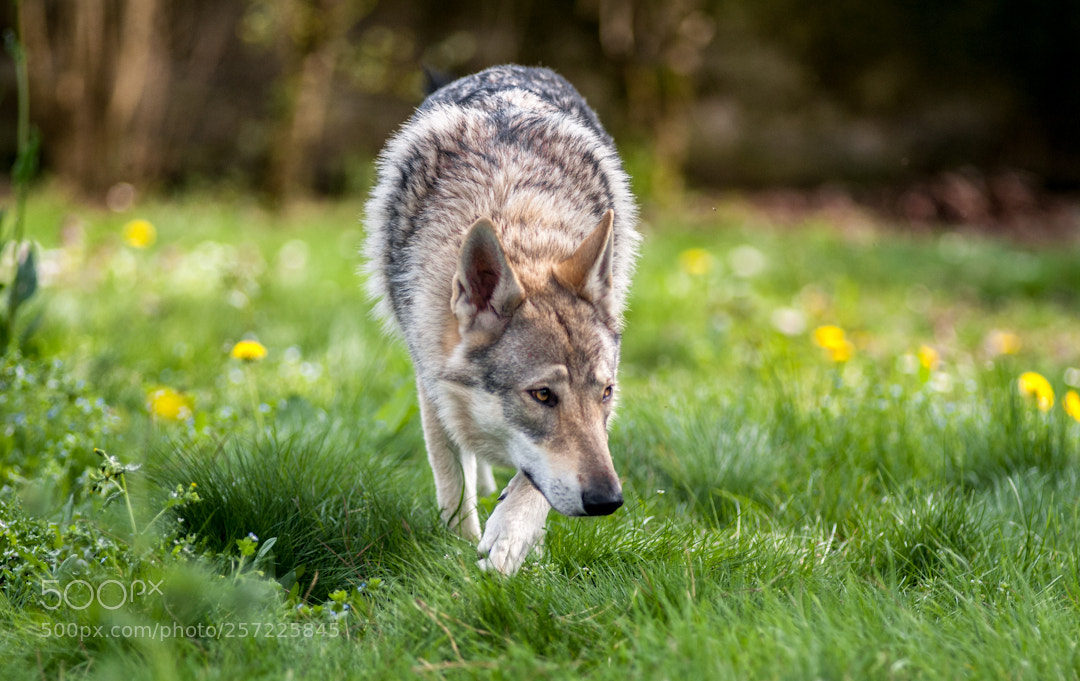 Nikon D3 sample photo. Wolf photography