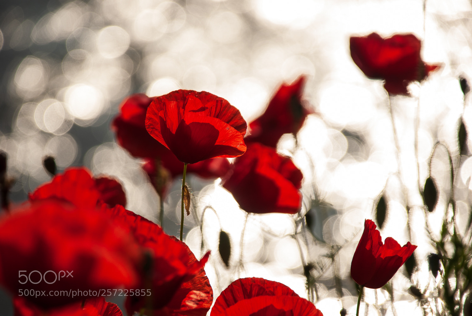 Nikon D200 sample photo. Proserpina photography