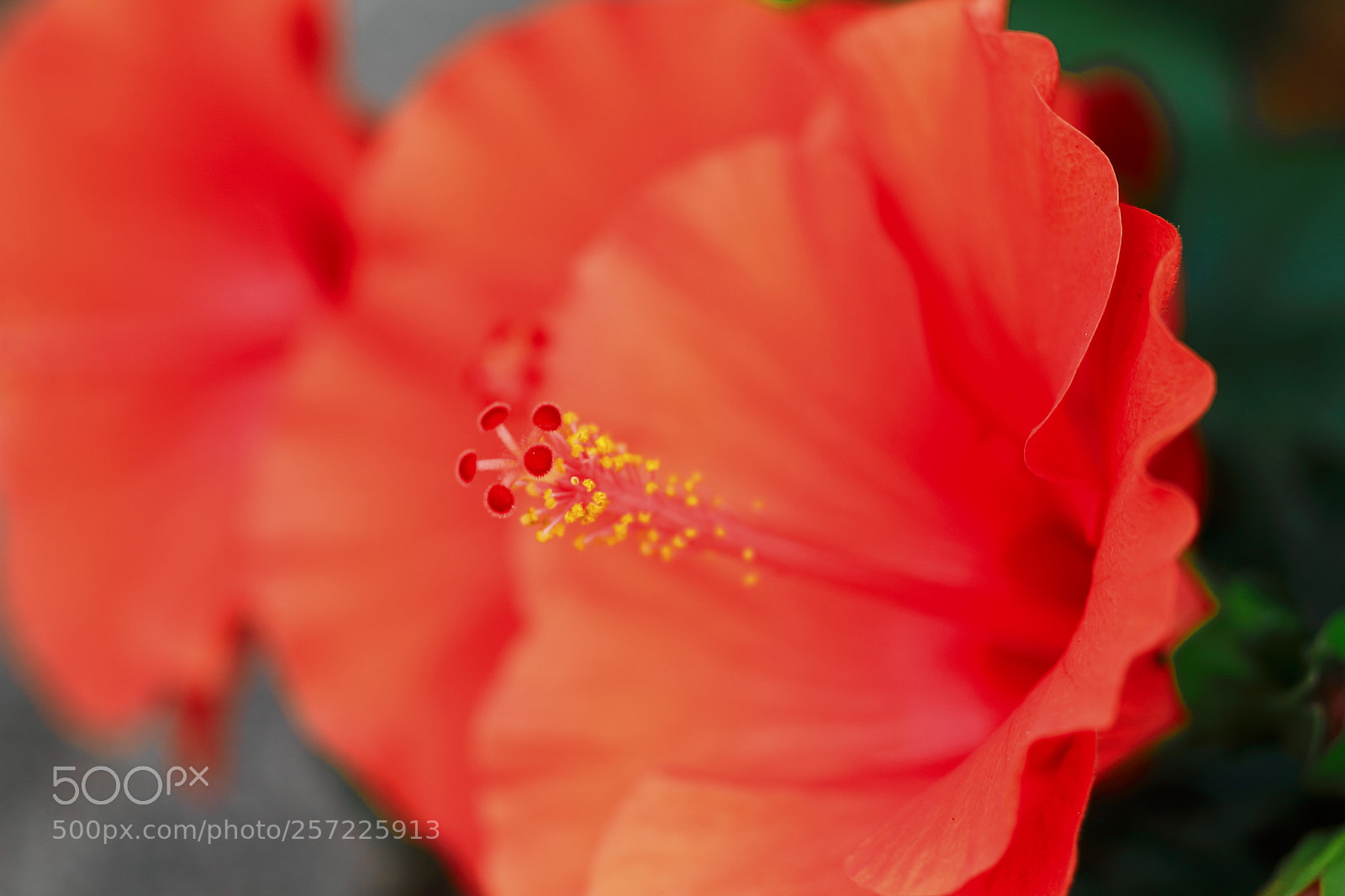 Canon EOS 7D + Canon EF 50mm F1.8 II sample photo. Hibiscus photography