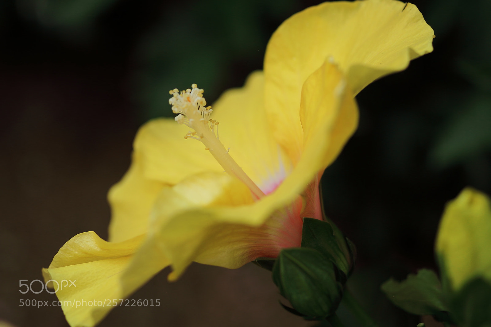 Canon EOS 7D + Canon EF 50mm F1.8 II sample photo. Hibiscus photography