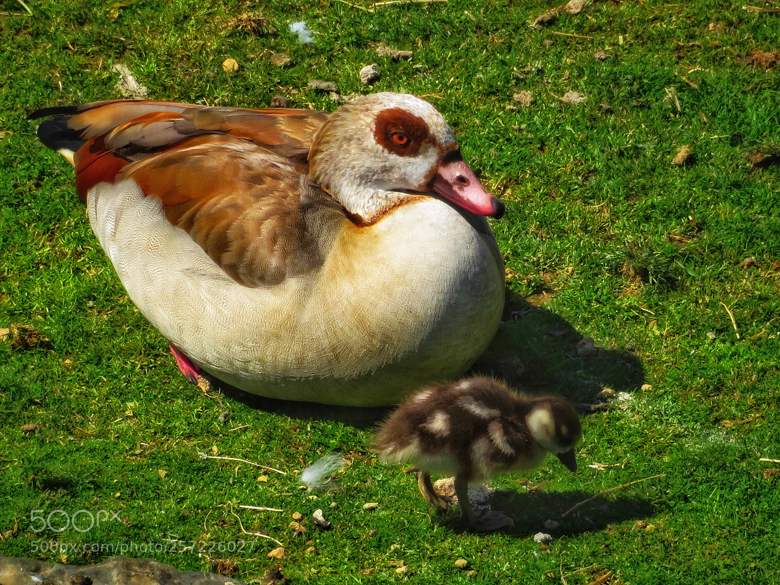 Canon PowerShot SX720 HS sample photo. Egyptian goose and chick photography