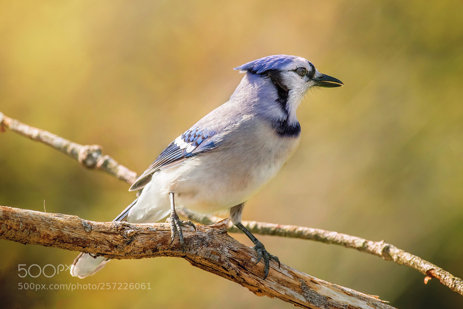 Canon EOS 7D Mark II sample photo. Blue jay portrait photography