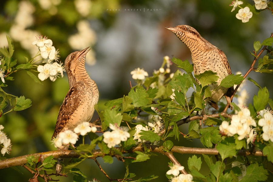 Nikon D750 + Sigma 150-600mm F5-6.3 DG OS HSM | S sample photo. Jynx torquilla parents photography