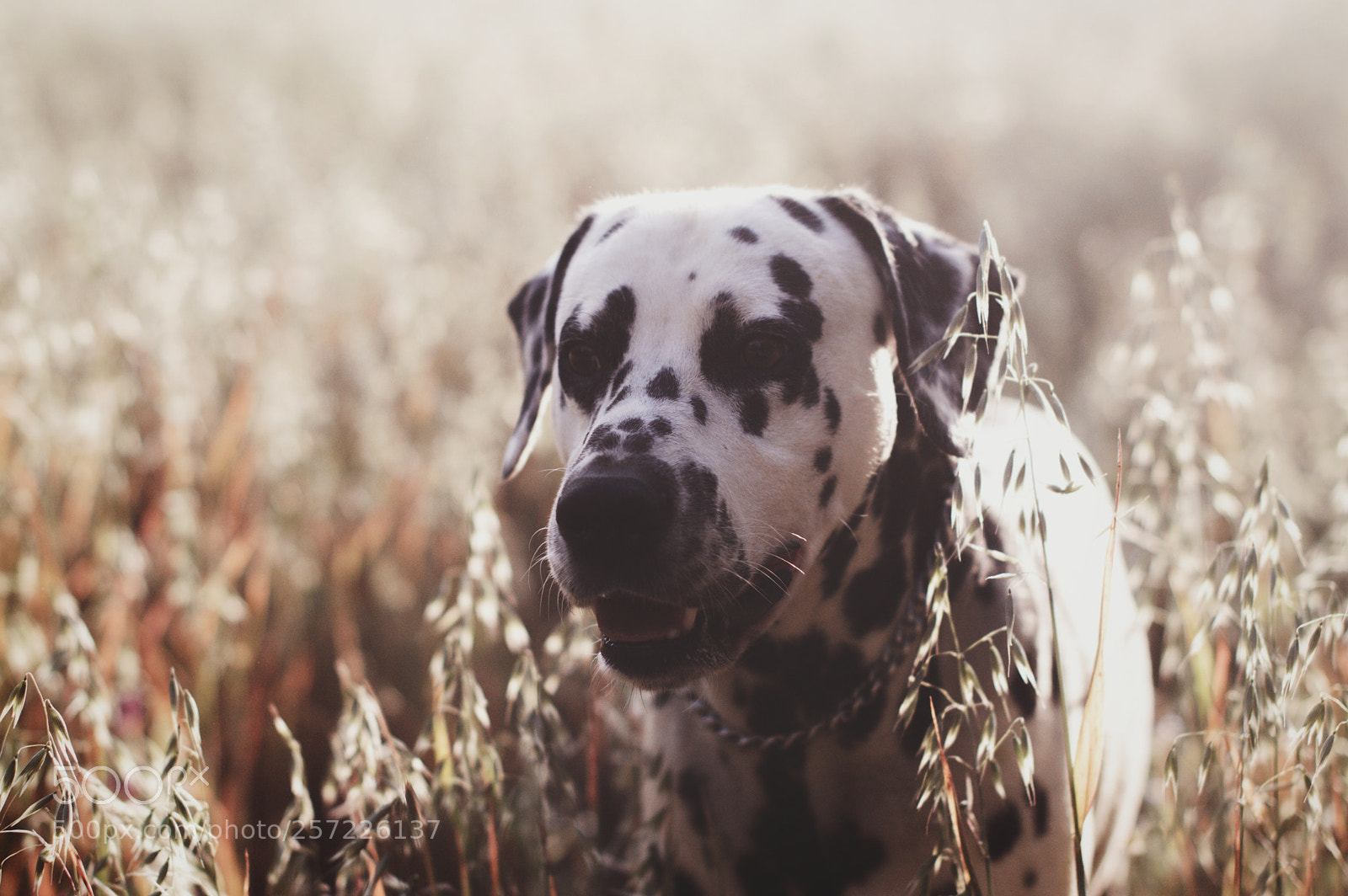 Nikon D3200 sample photo. Hey dog photography