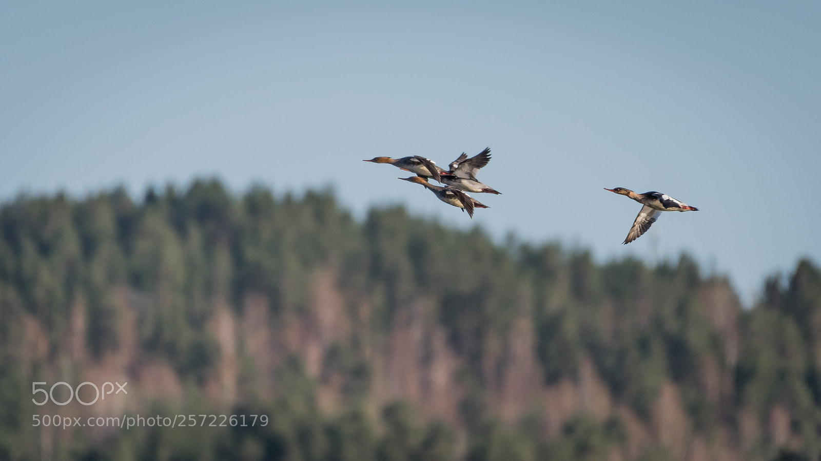Nikon D750 sample photo. Tufted duck photography