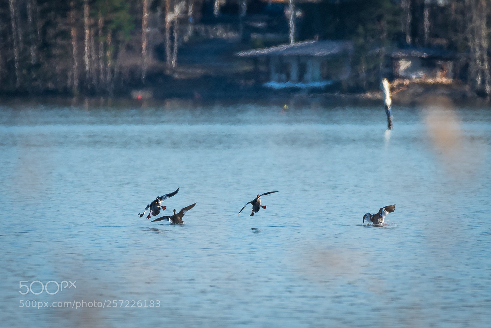 Nikon D750 sample photo. Tufted duck photography