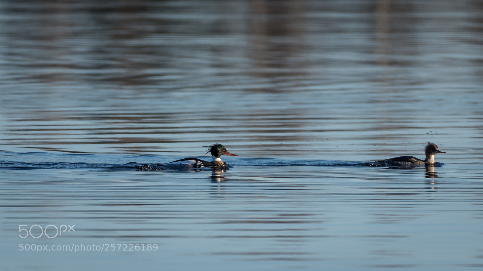 Nikon D750 sample photo. Tufted duck photography