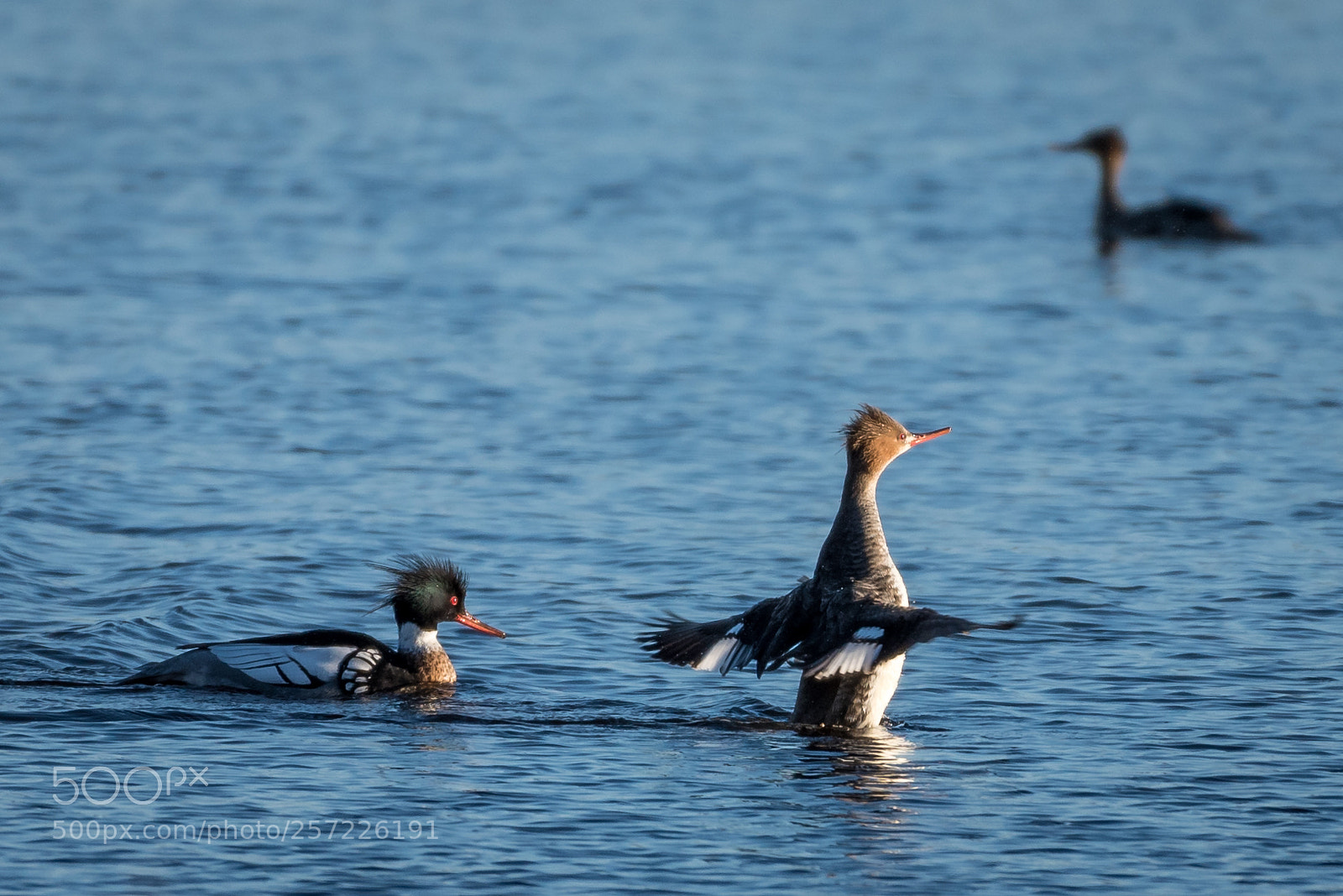 Nikon D750 sample photo. Tufted duck photography