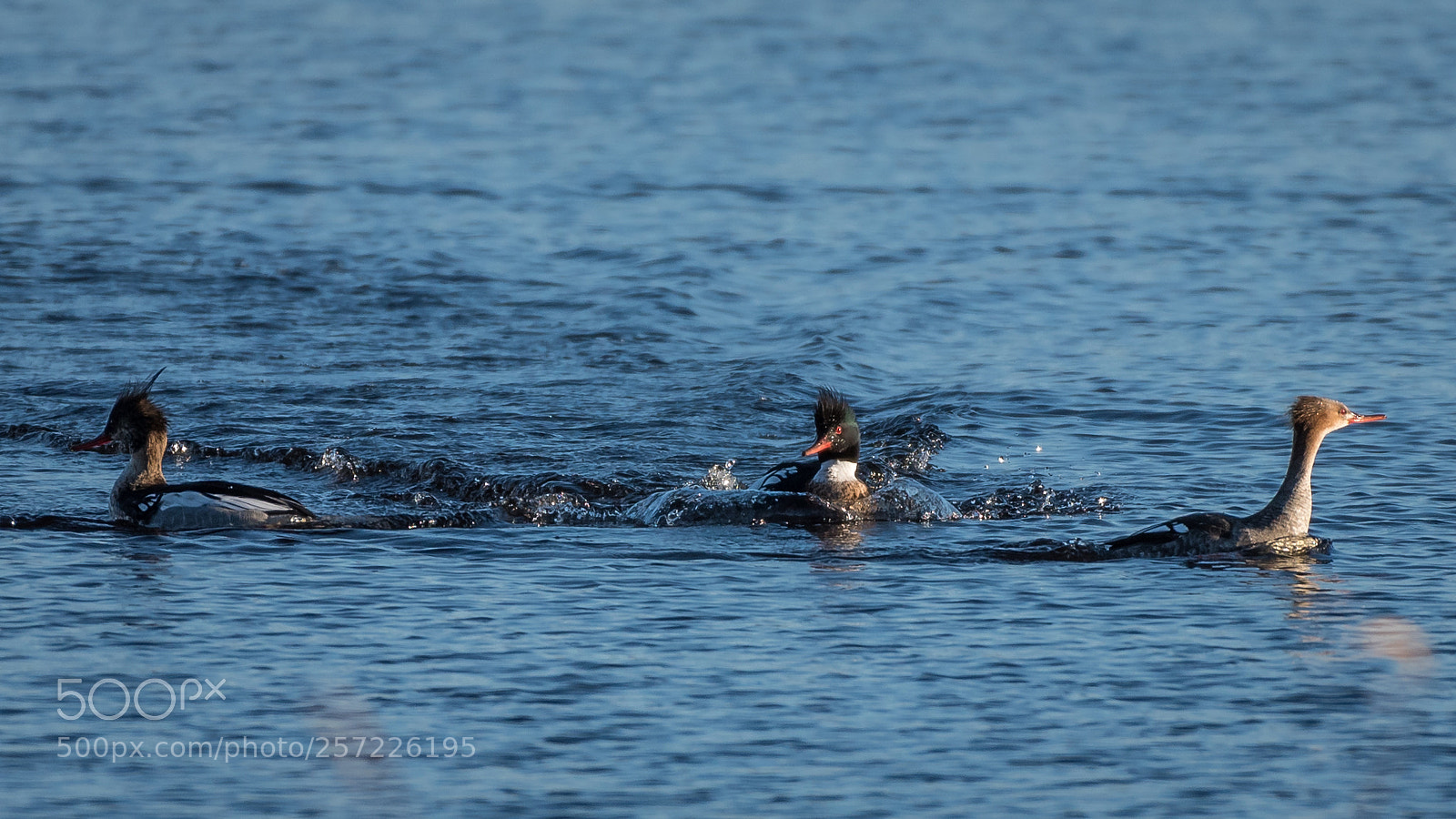 Nikon D750 sample photo. Tufted duck photography