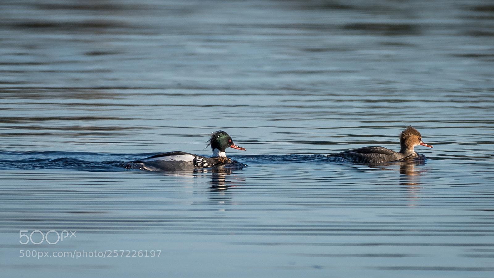 Nikon D750 sample photo. Tufted duck photography