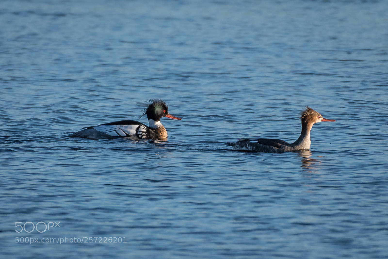 Nikon D750 sample photo. Tufted duck photography