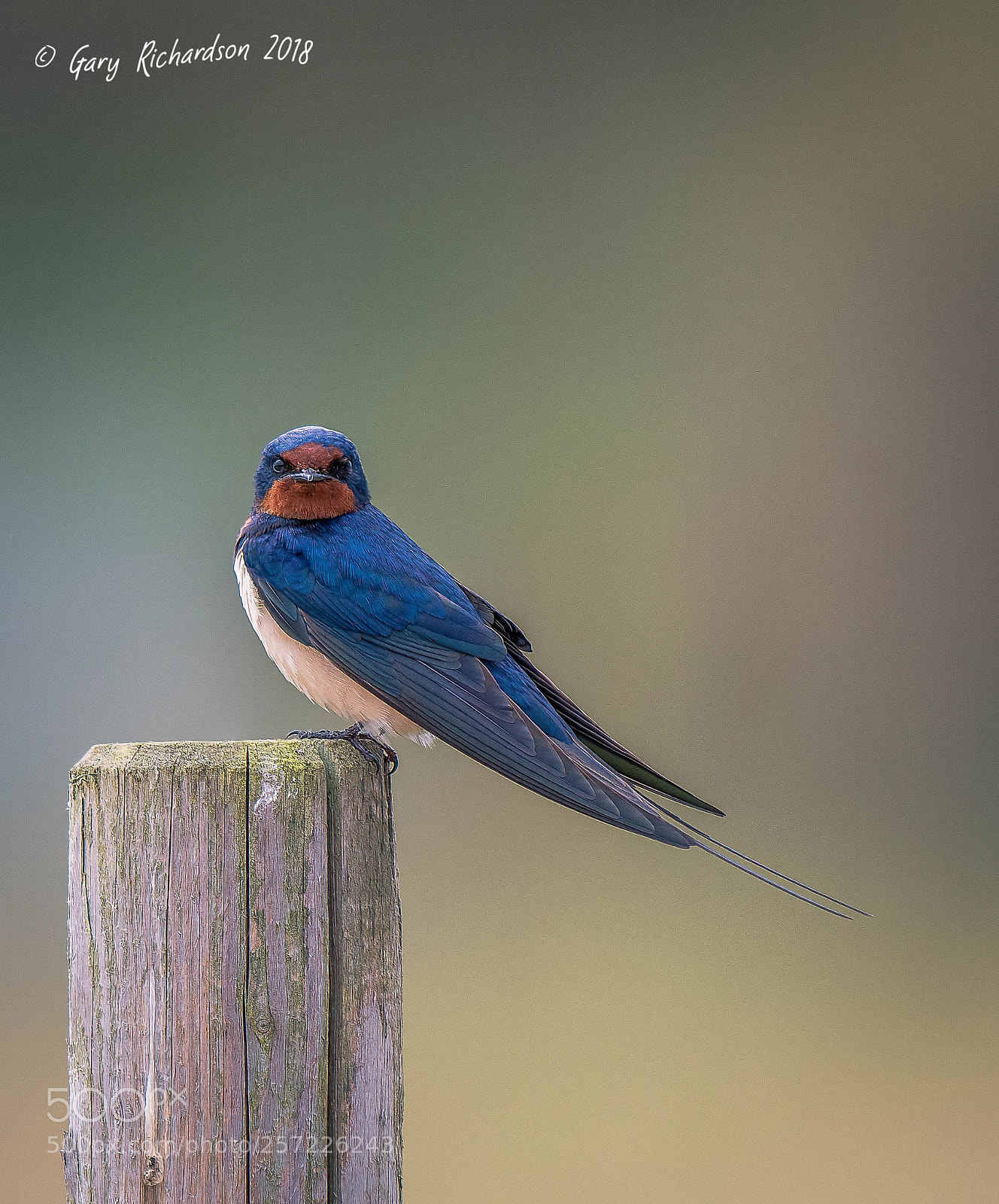 Nikon D500 sample photo. Barn swallow photography