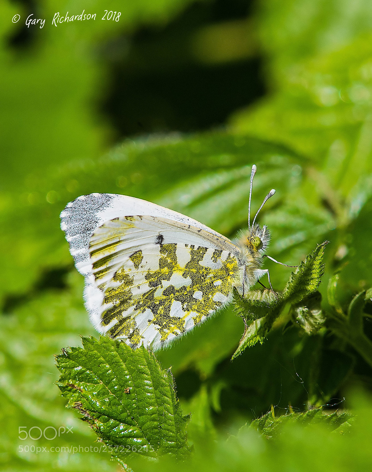 Nikon D500 sample photo. Orange tip photography