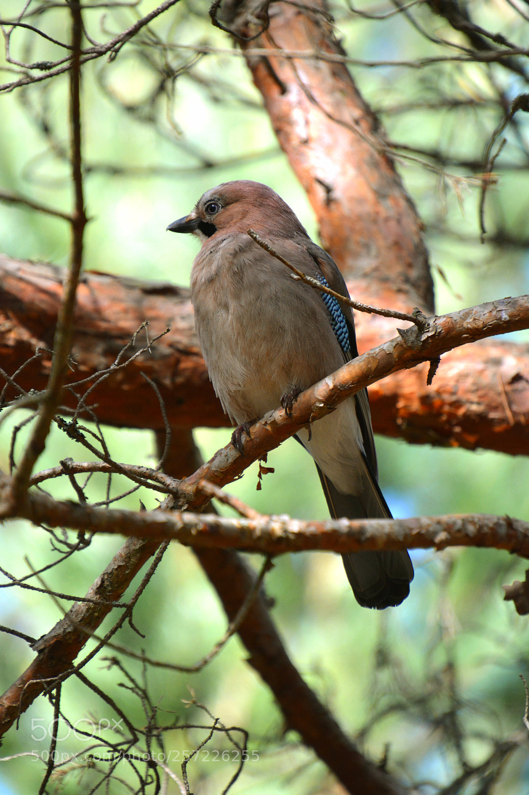 Nikon D5200 sample photo. Garrulus glandarius. photography