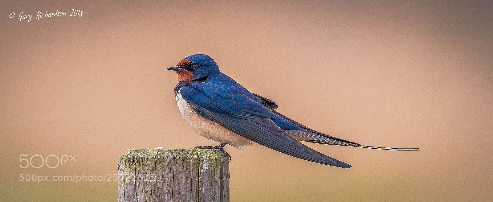 Nikon D500 sample photo. Barn swallow photography