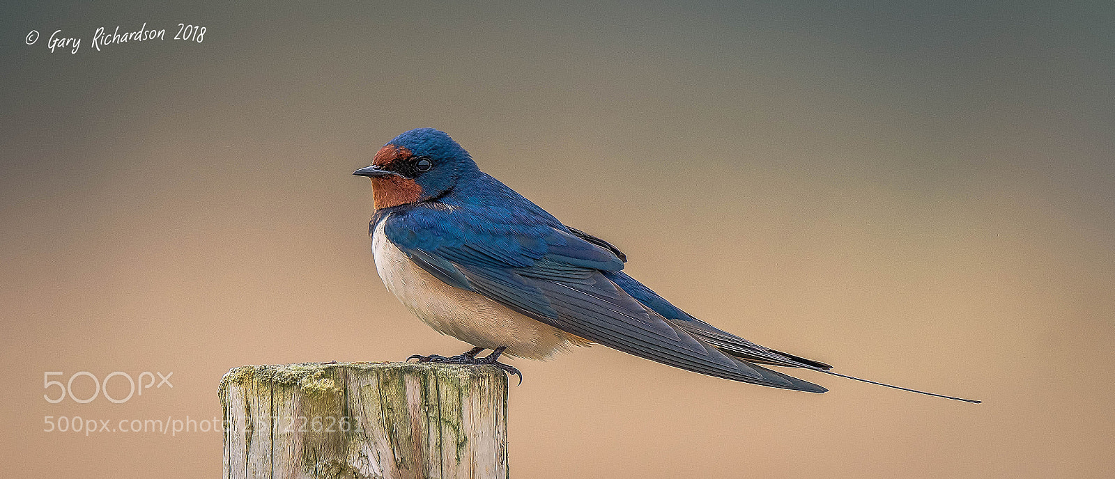 Nikon D500 sample photo. Barn swallow photography
