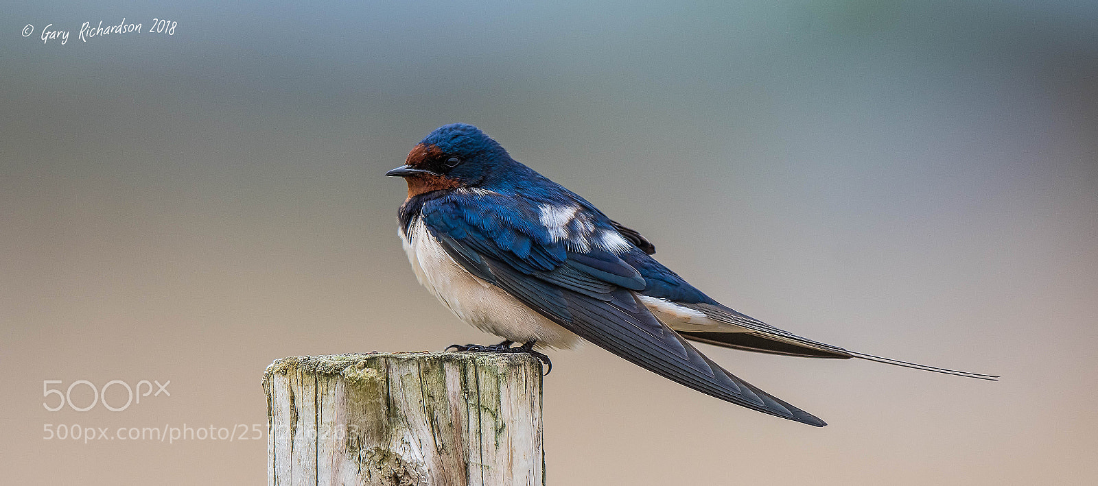 Nikon D500 sample photo. Barn swallow photography