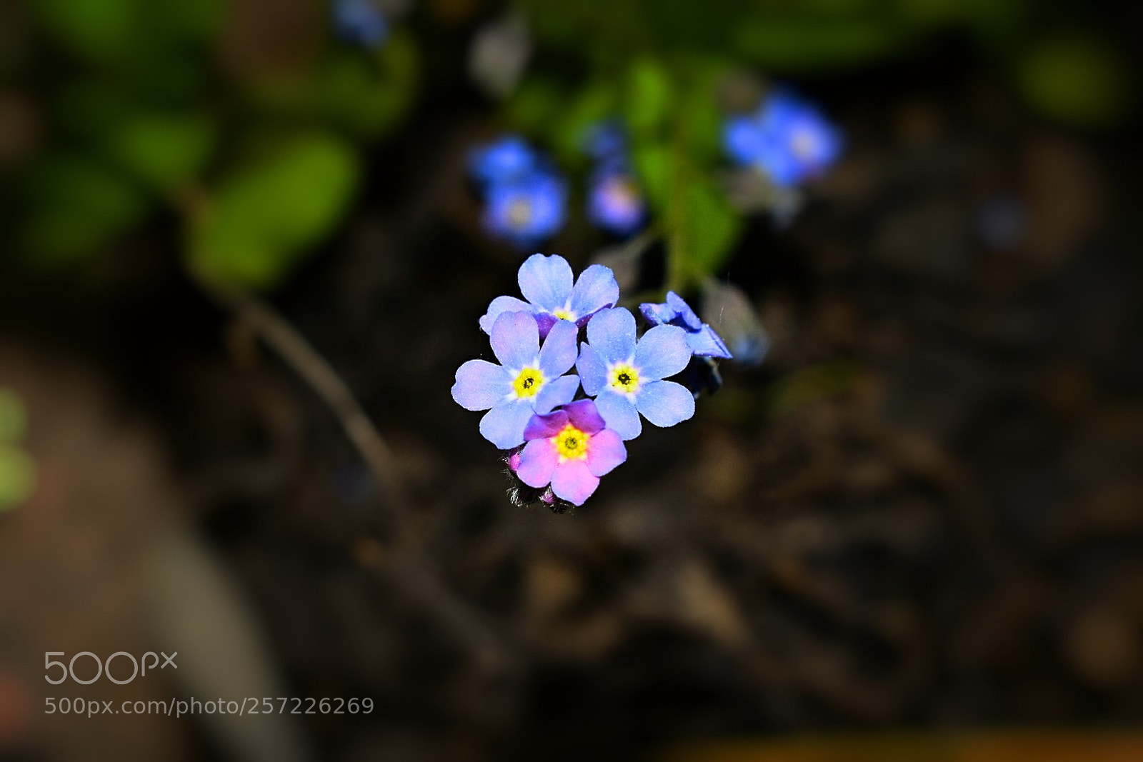 Nikon D5300 sample photo. Eine tanzt aus der photography