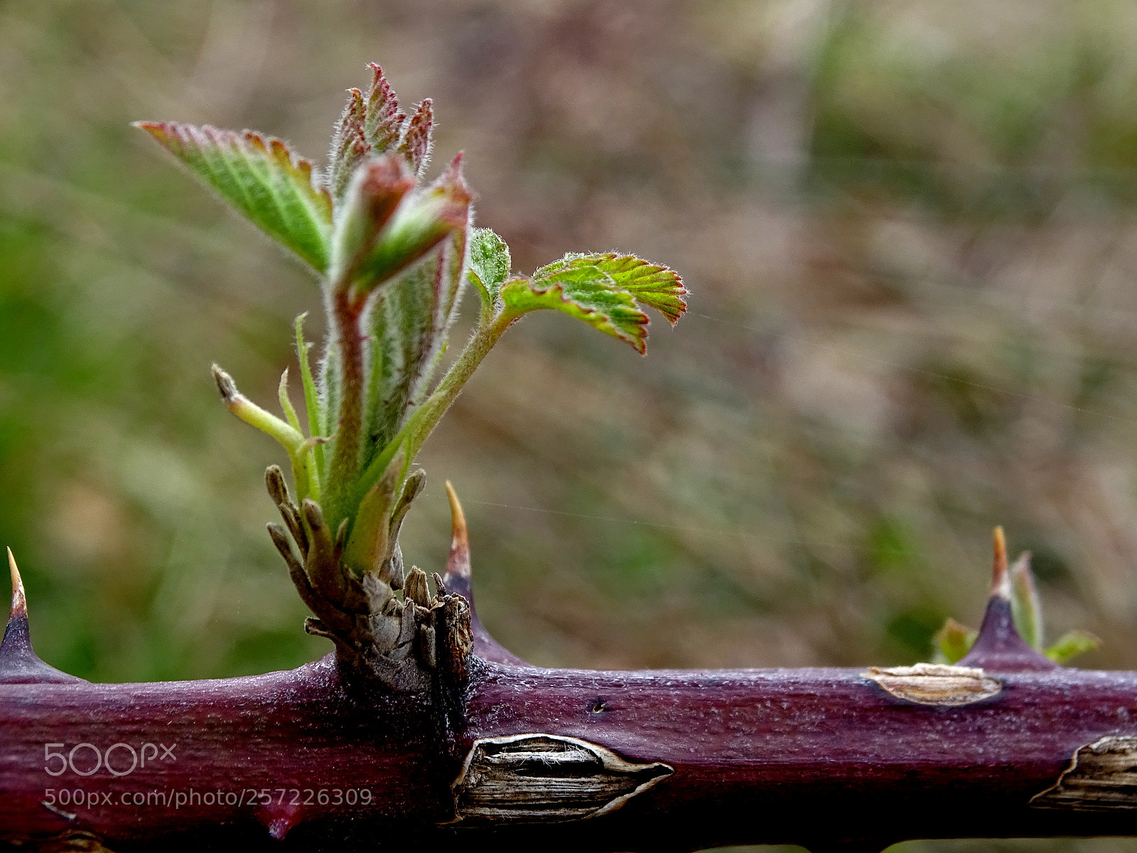 Sony Cyber-shot DSC-HX400V sample photo. Tra le spine la photography