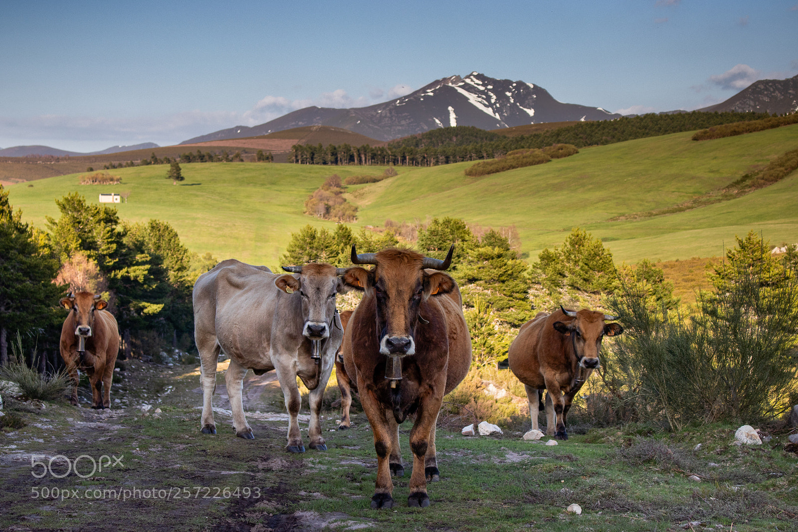 Canon EOS 80D sample photo. Cows photography
