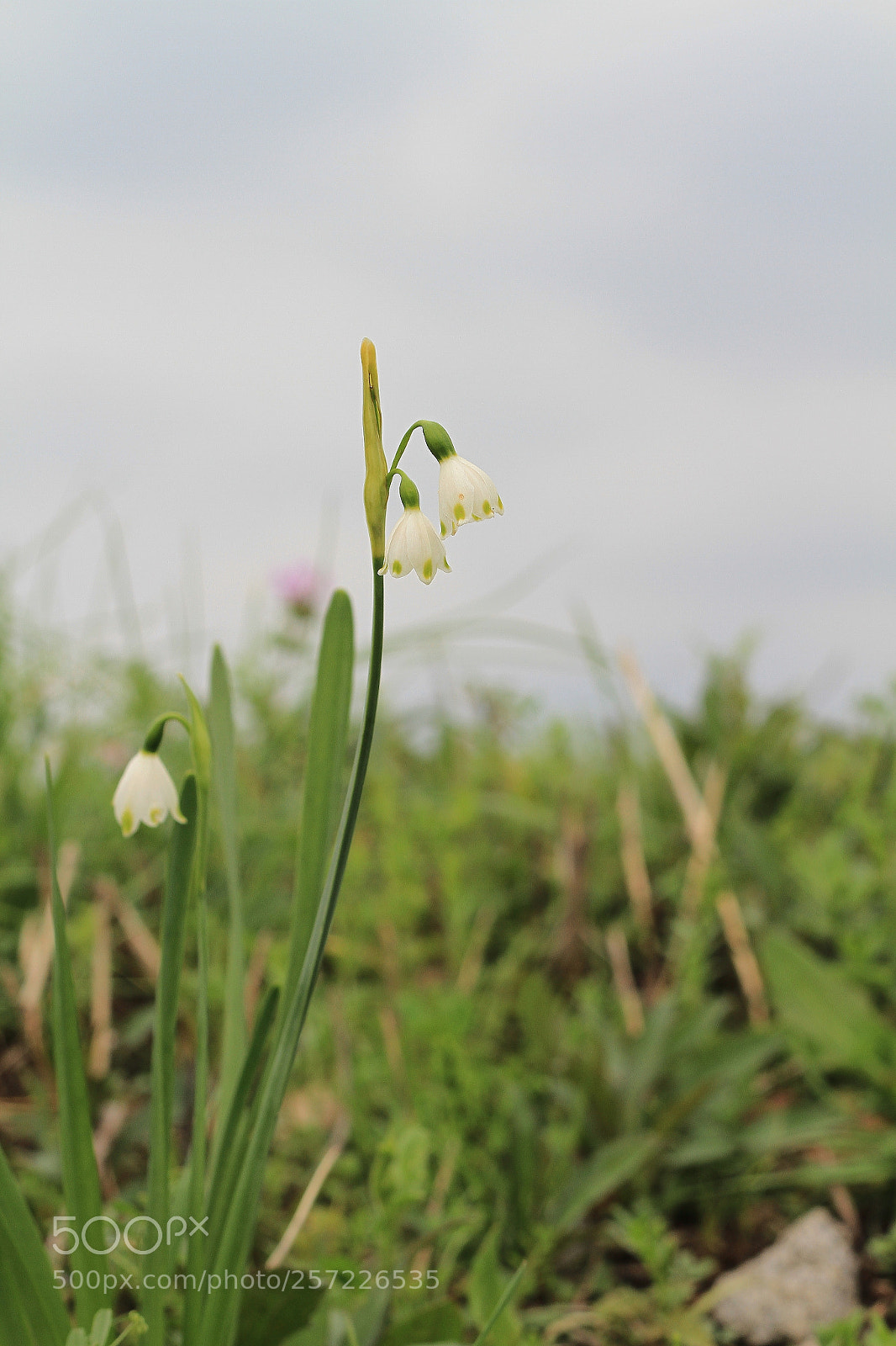 Canon EOS 7D + Canon EF 50mm F1.8 II sample photo. Wild plant photography