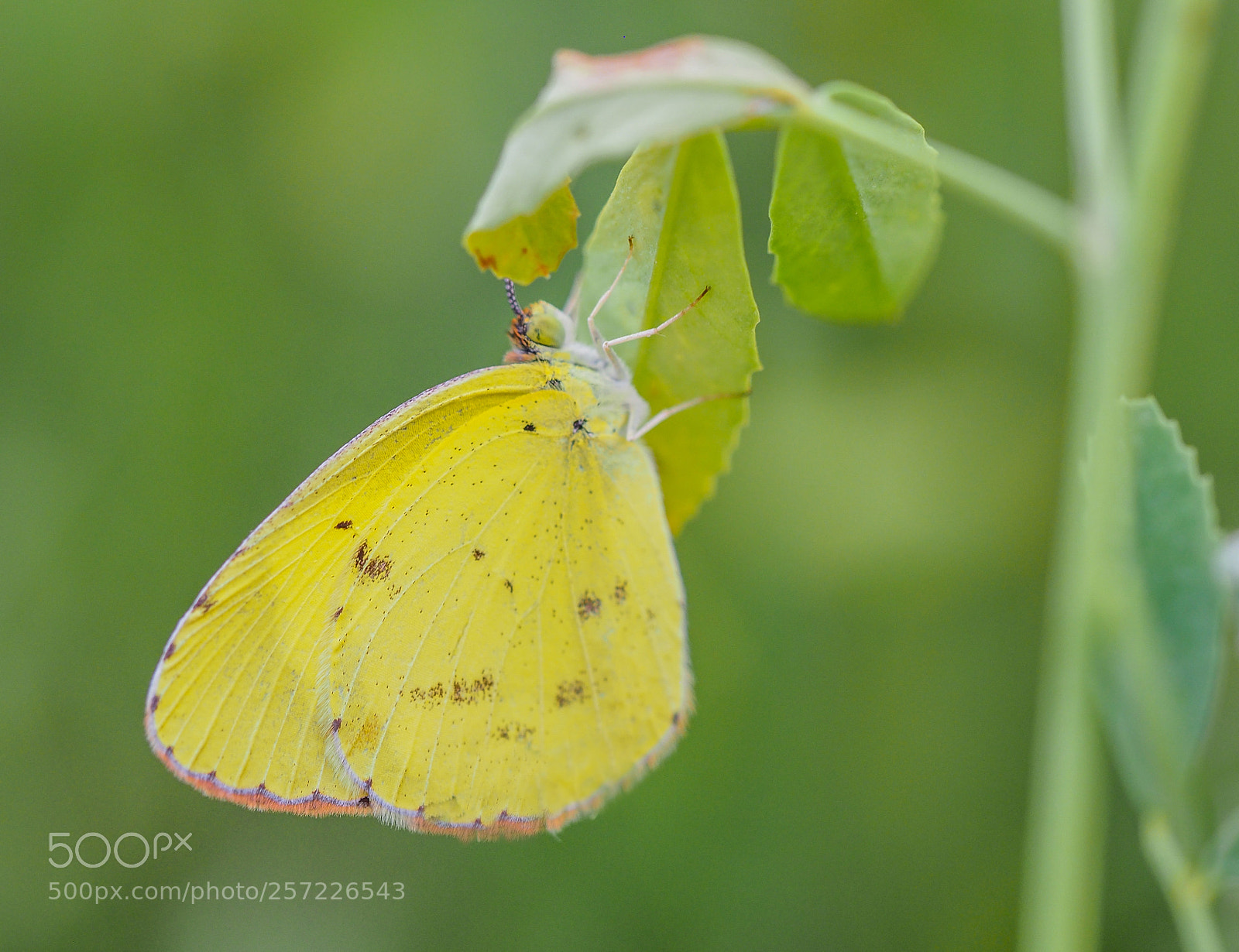 Olympus OM-D E-M1 Mark II sample photo. Butterfly photography