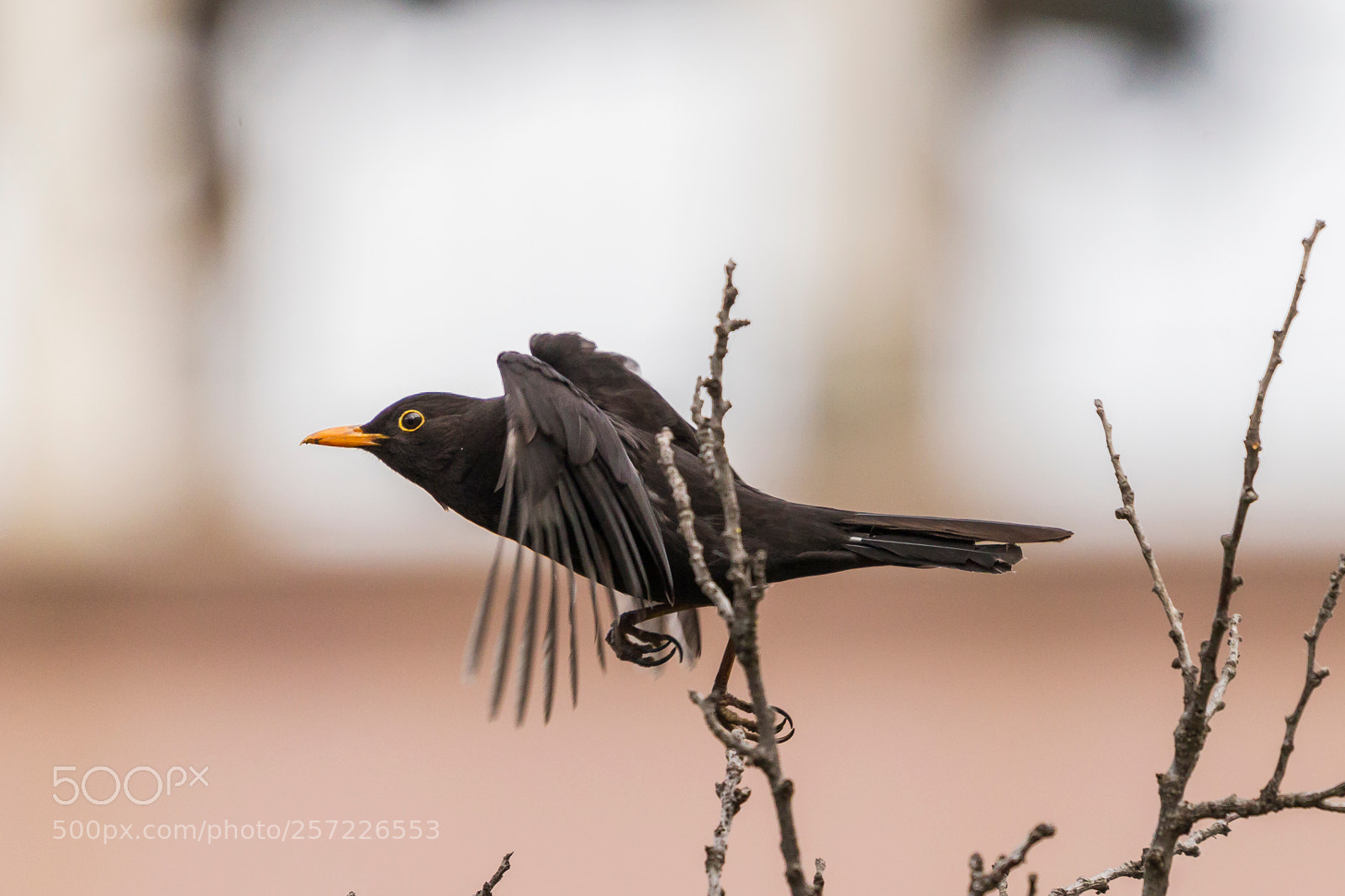 Canon EOS-1D Mark IV sample photo. Black beauty photography