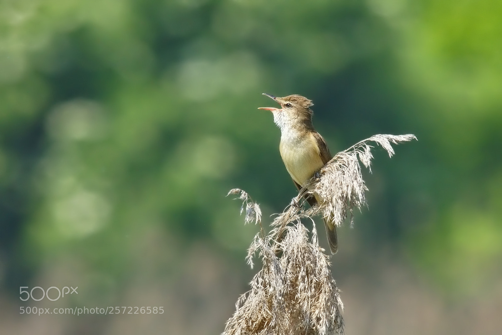 Nikon D7200 sample photo. Great reed warbler photography