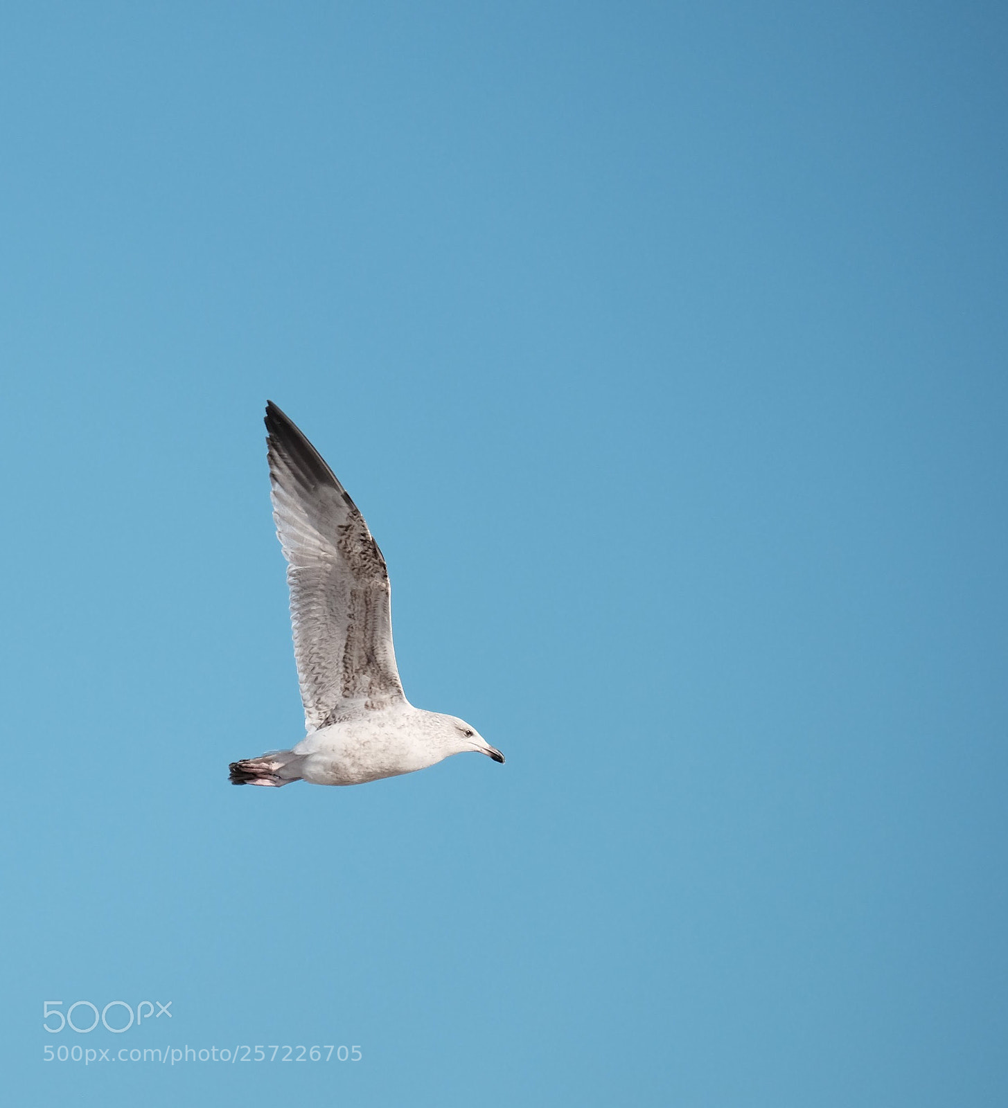Fujifilm X-T1 sample photo. A flock of seagulls photography
