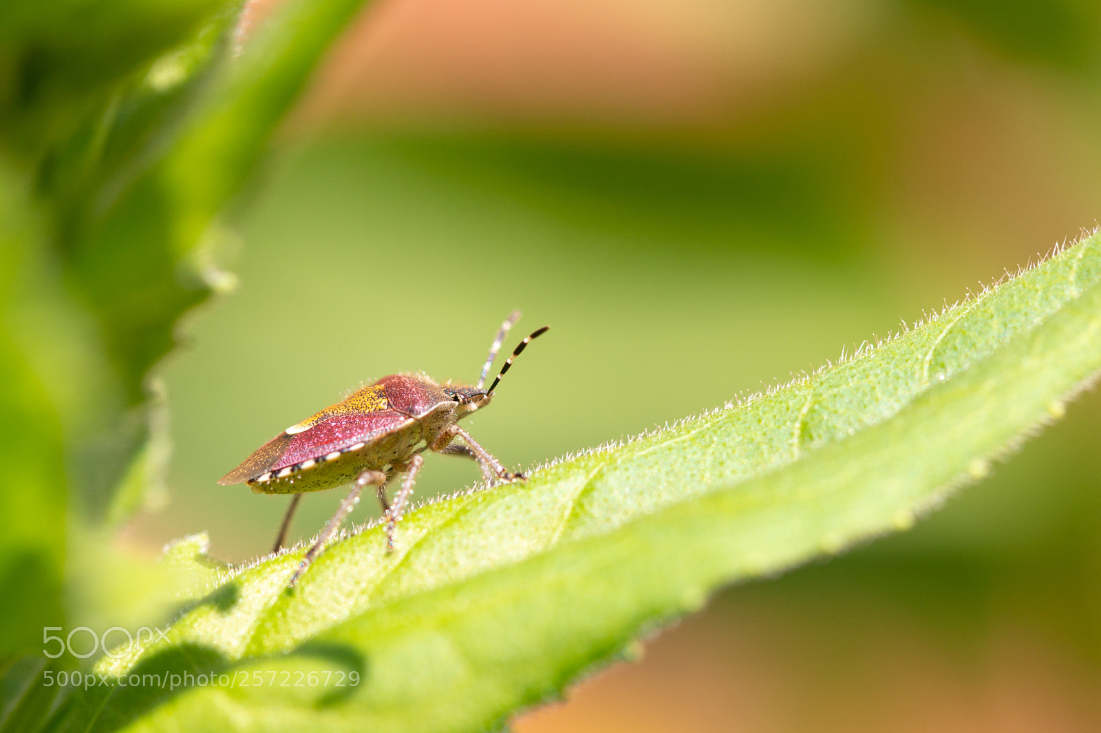 Canon EOS 70D sample photo. Sunny shieldbug photography