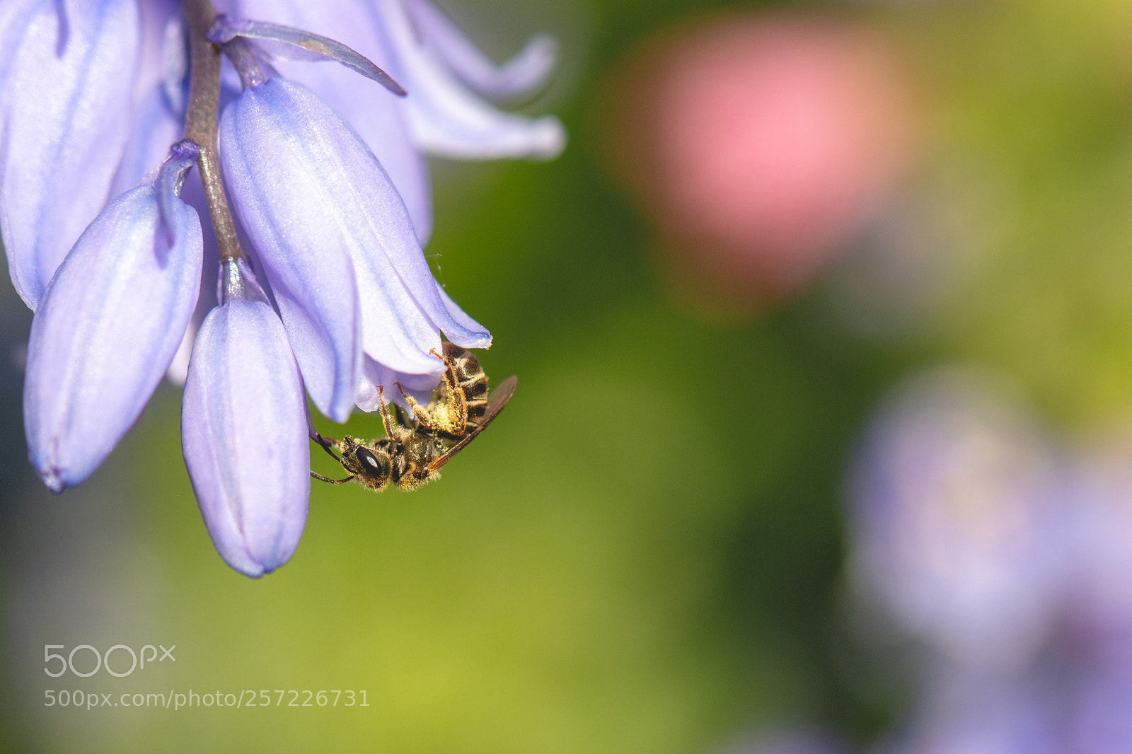 Canon EOS 70D sample photo. Bluebell bee photography