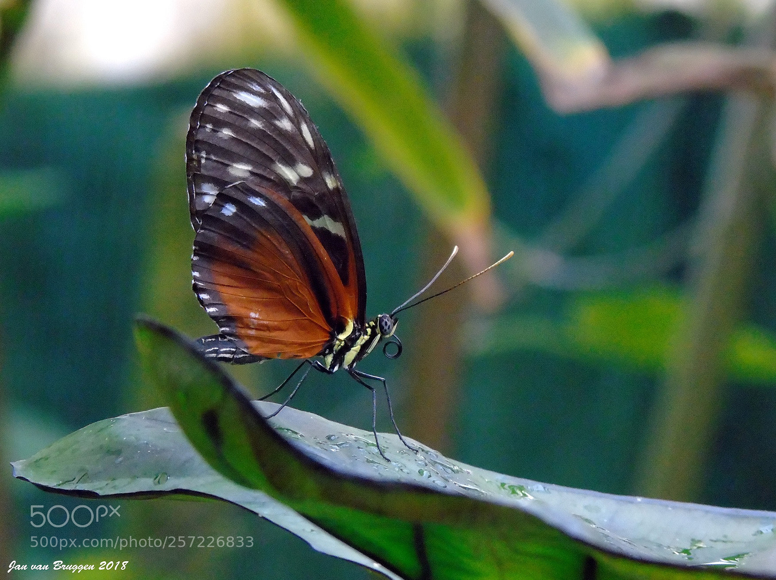 Sony Cyber-shot DSC-H400 sample photo. Heliconius hecale photography