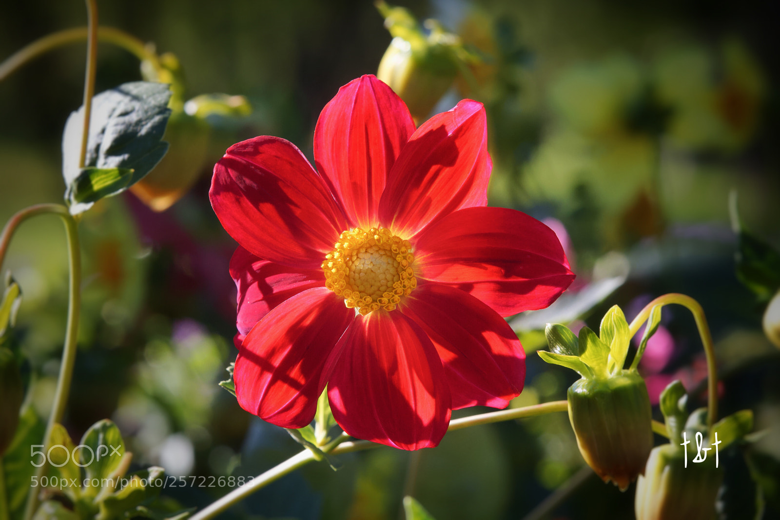 Canon EOS 7D sample photo. Untitled photography