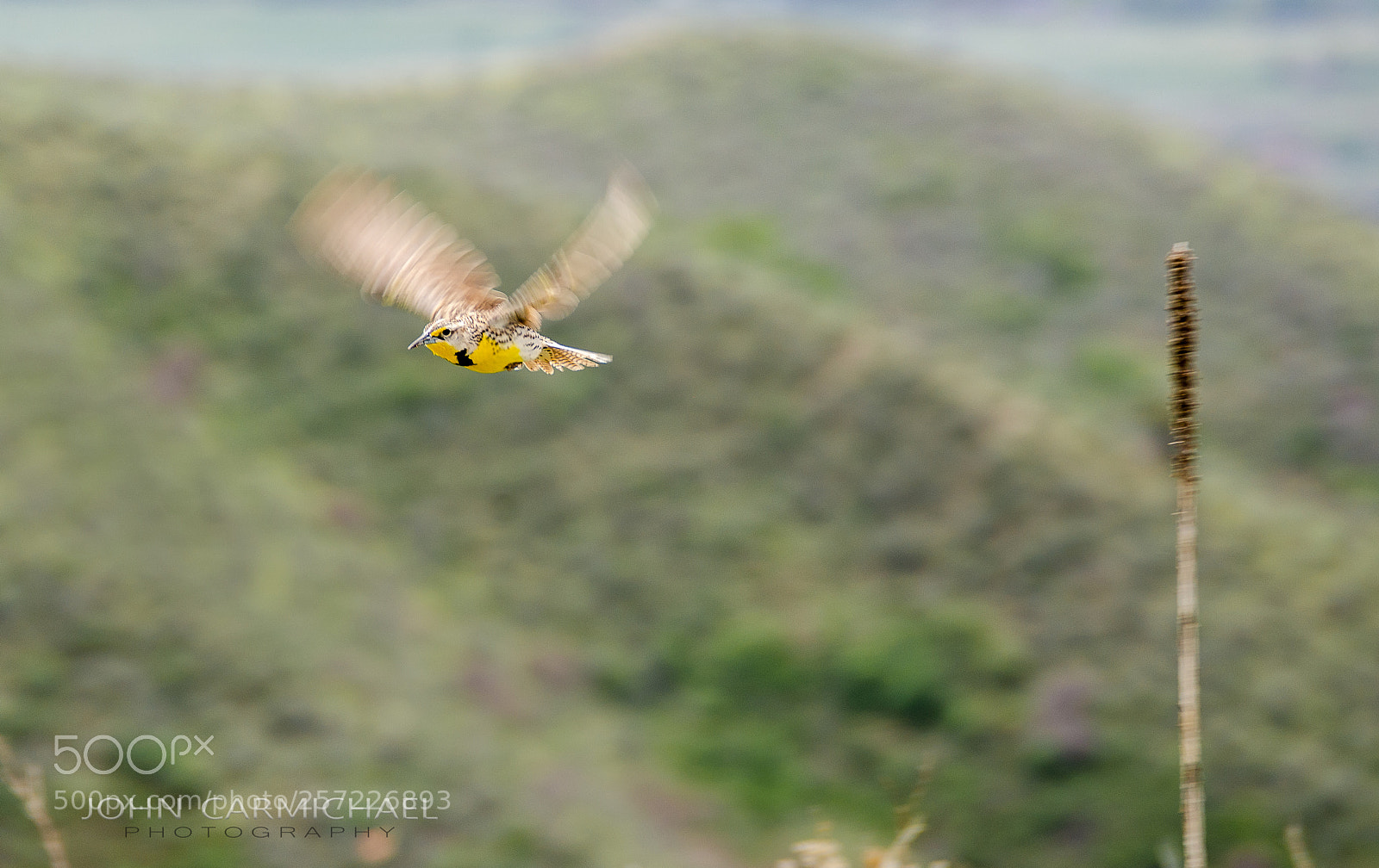 Nikon D7000 sample photo. Western meadowlark flying photography