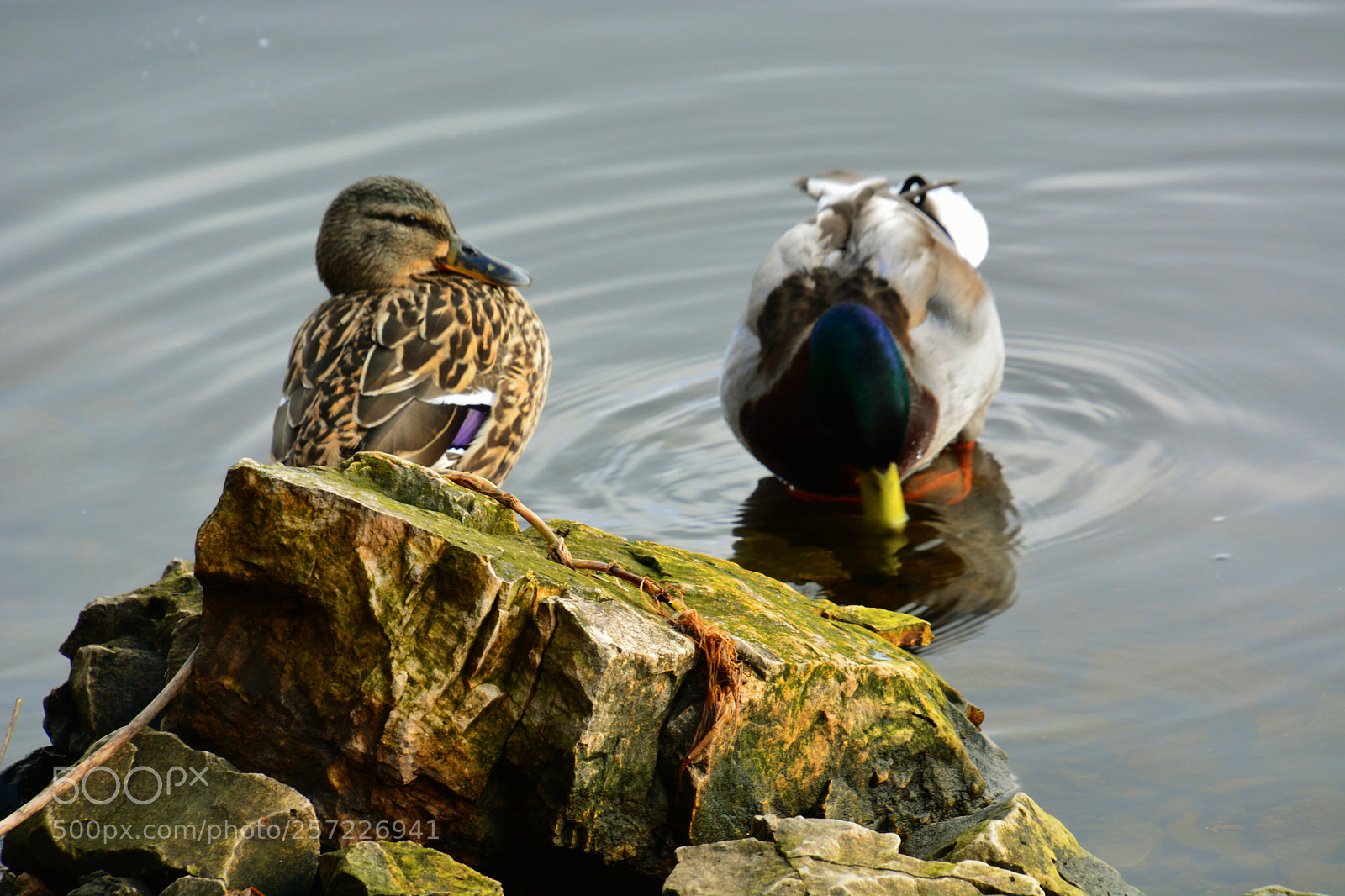 Nikon D5200 sample photo. Acquaintance. photography