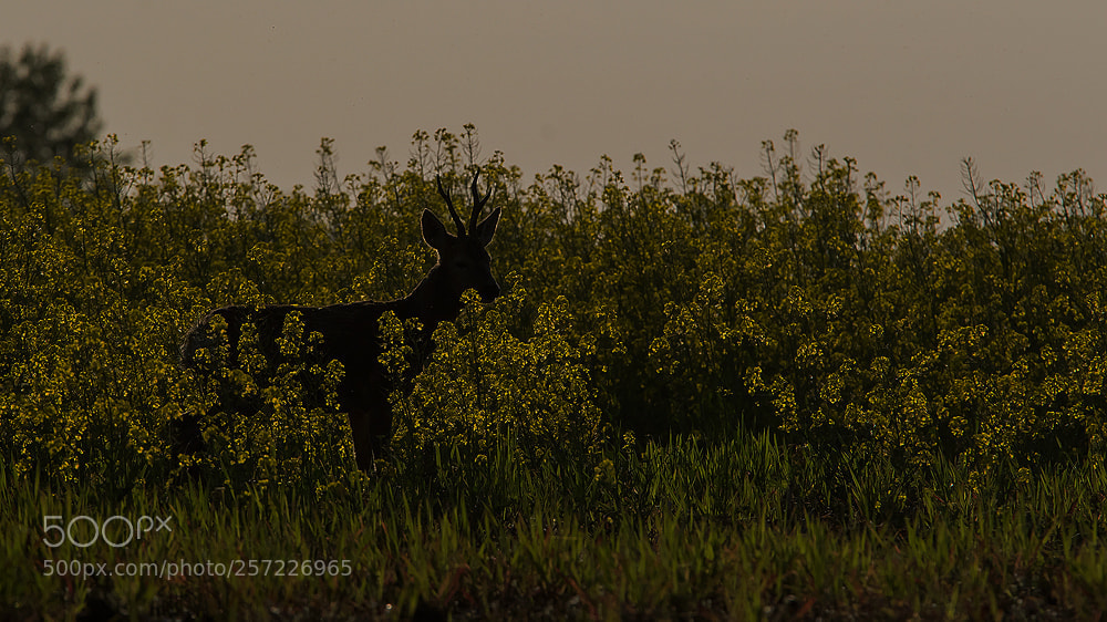 Canon EOS 7D Mark II sample photo. ...in sunset photography
