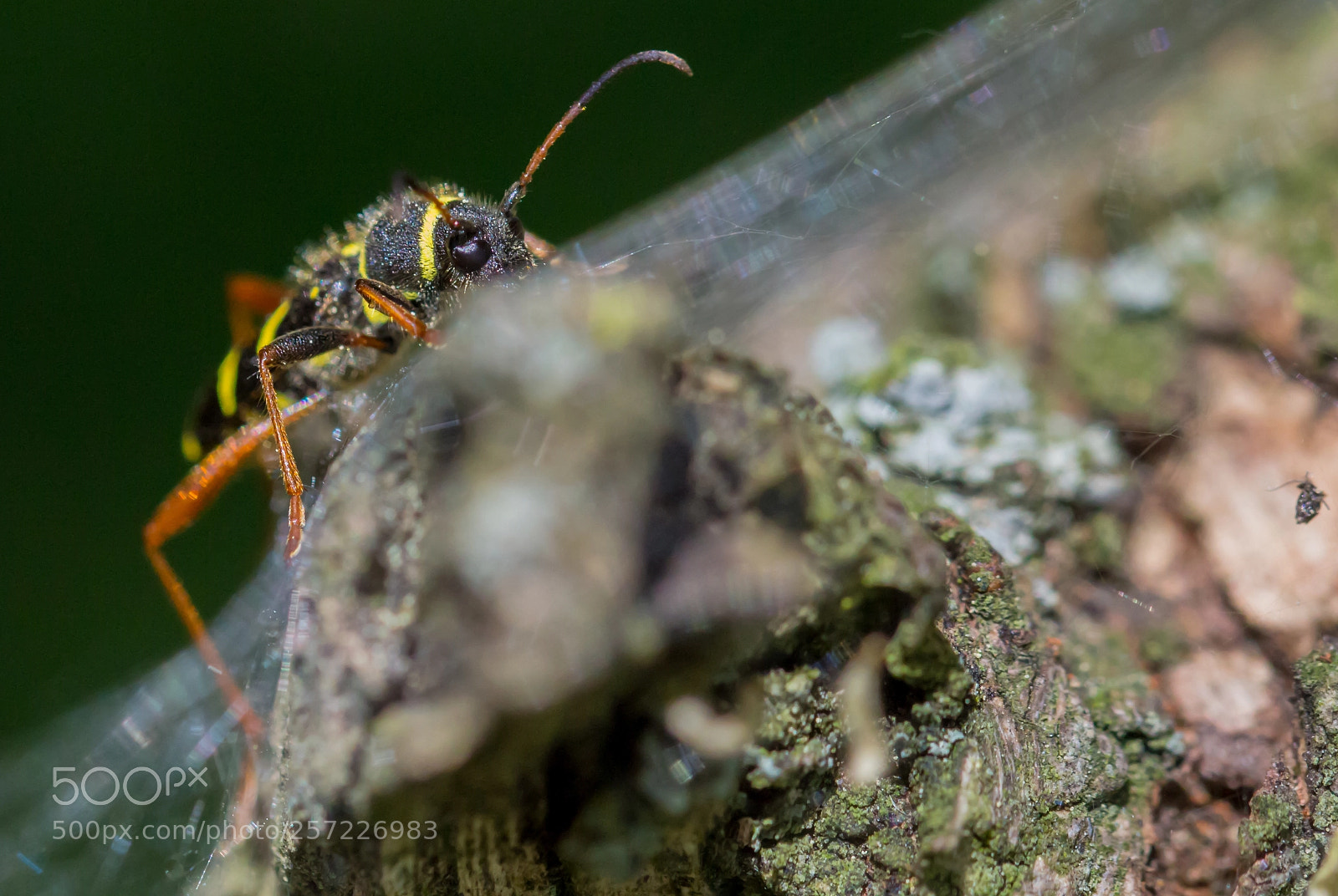 Canon EOS 700D (EOS Rebel T5i / EOS Kiss X7i) sample photo. Insect photography