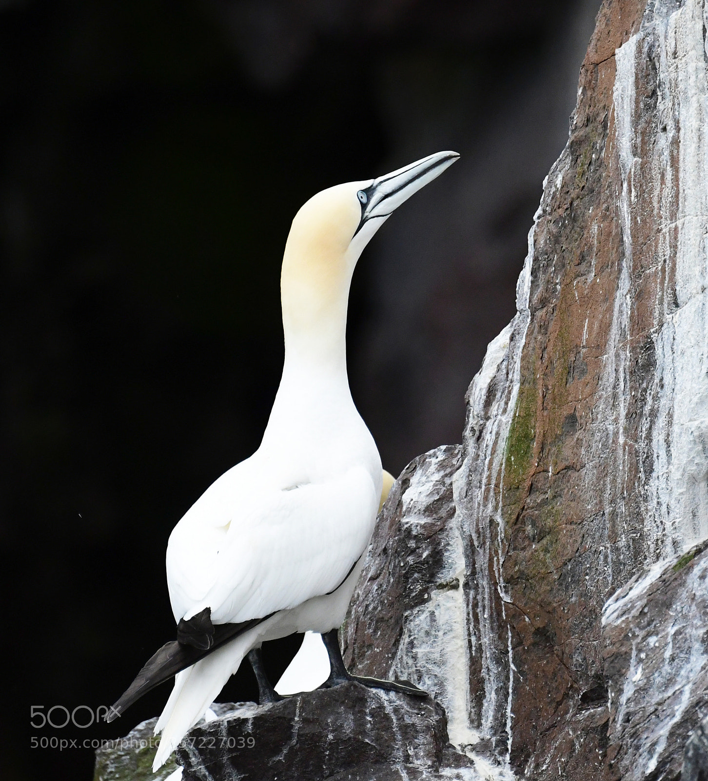Nikon D500 sample photo. Gannet pose photography