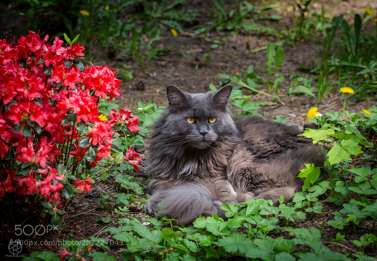 Nikon D5200 sample photo. Szarotka photography