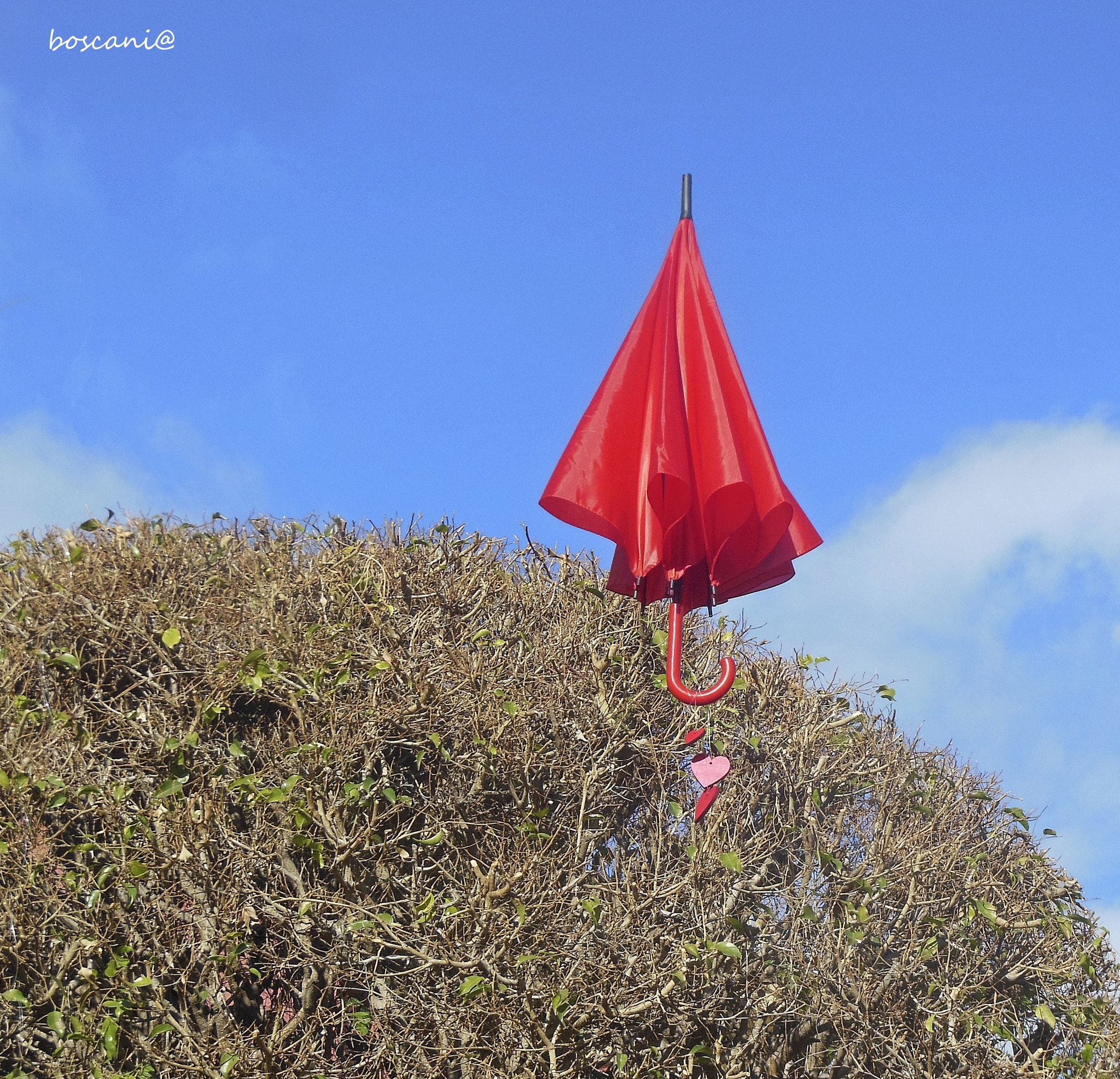 Nikon Coolpix S6300 sample photo. Poppins.jpg photography